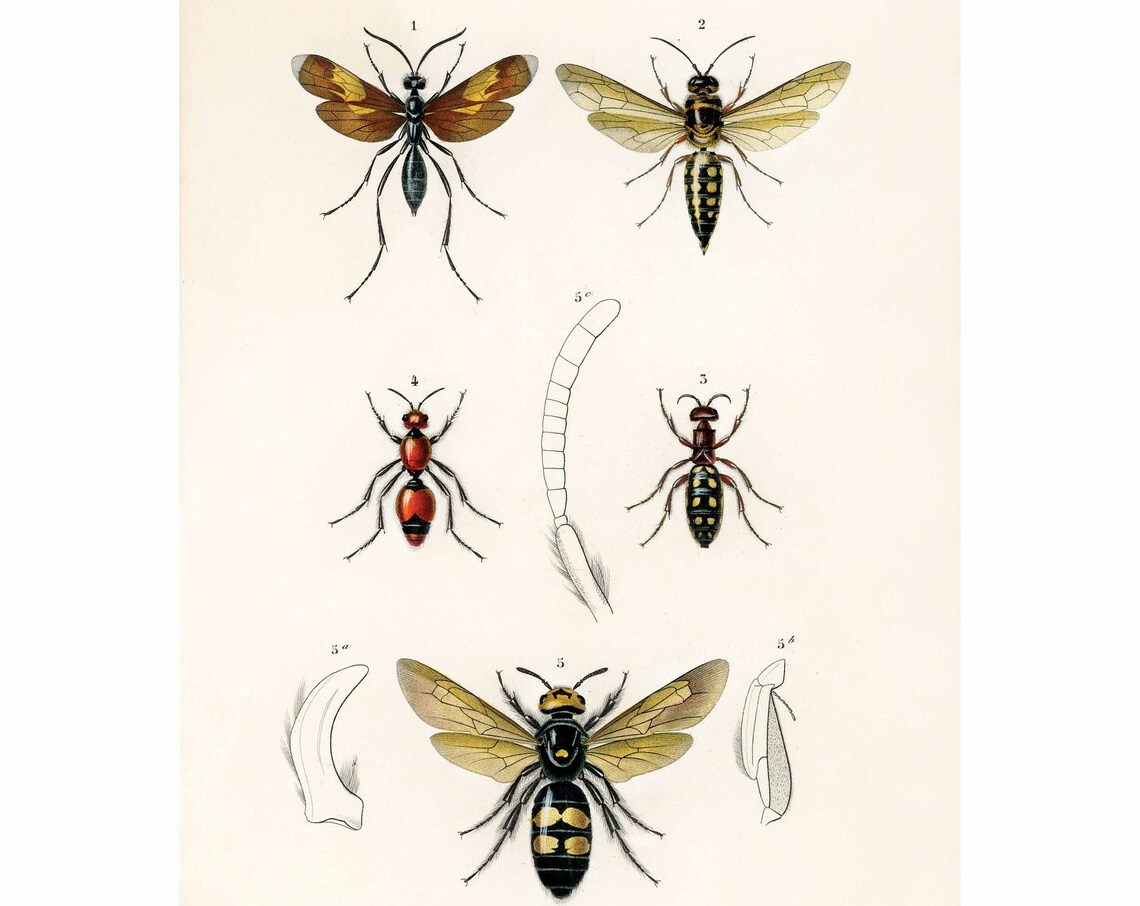 Insects Vintage Print by Charles Dessalines D'Orbigny