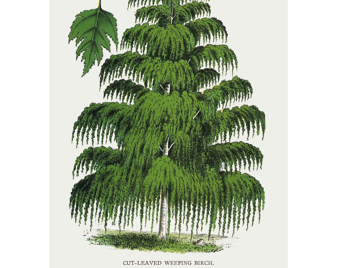 Cut-Leaved Weeping Birch Vintage Botanical Tree Illustration Poster