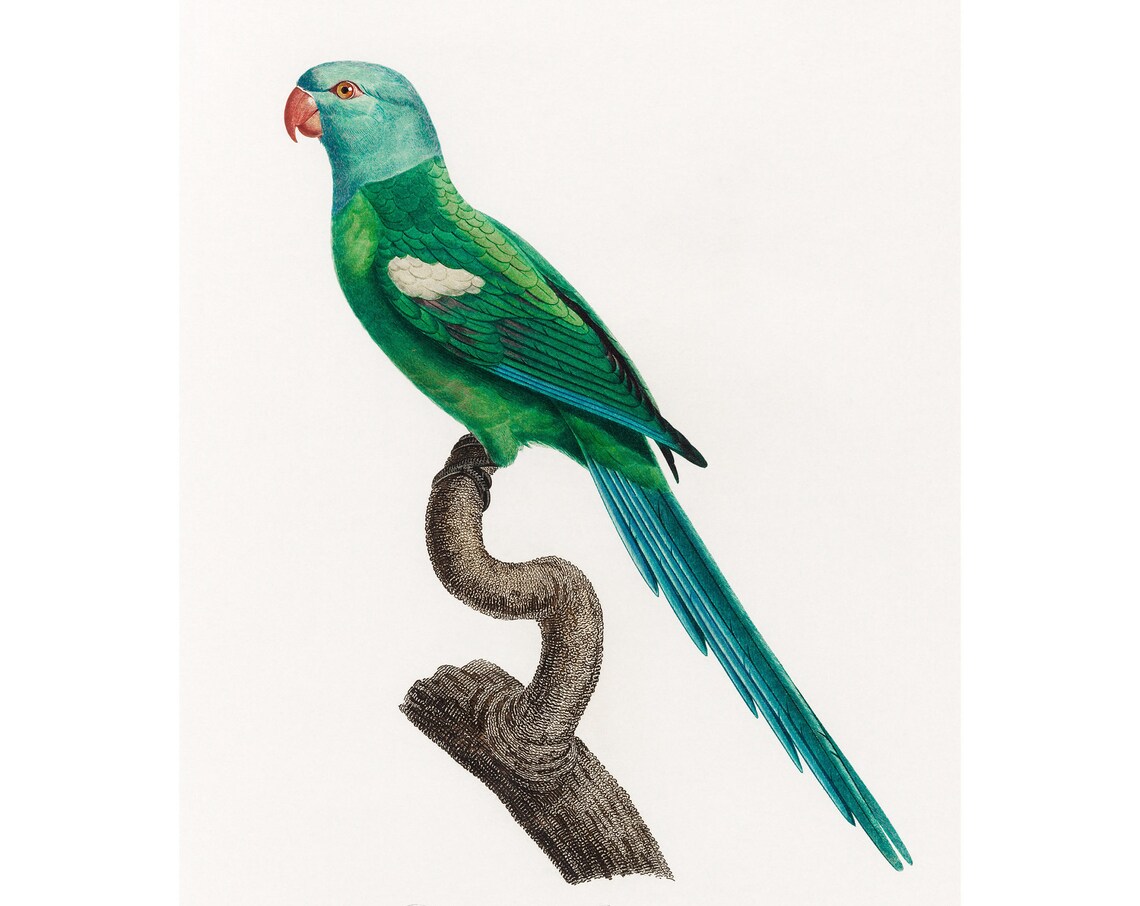 Yellow-Shouldered Amazon, Fine Art Print