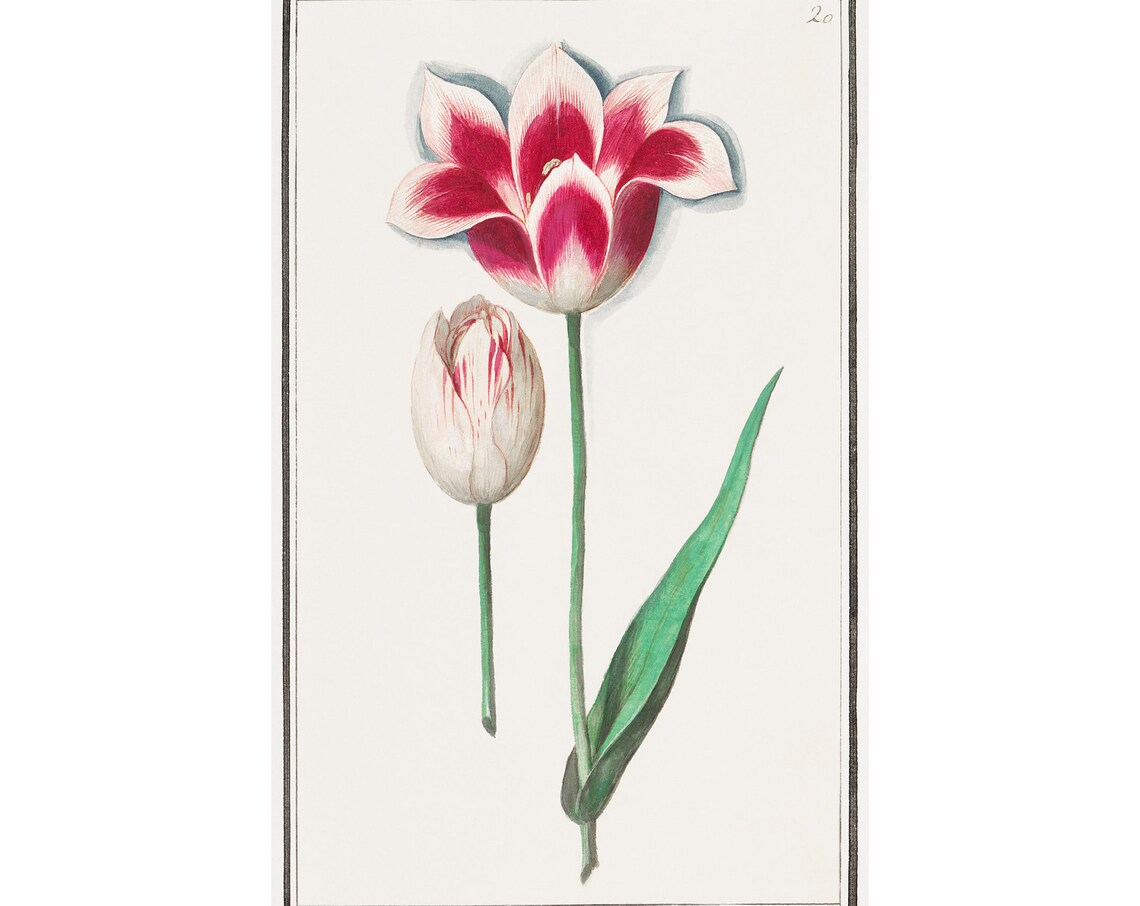 Tulip Antique Lithograph By Anselmus Botius De Boodt