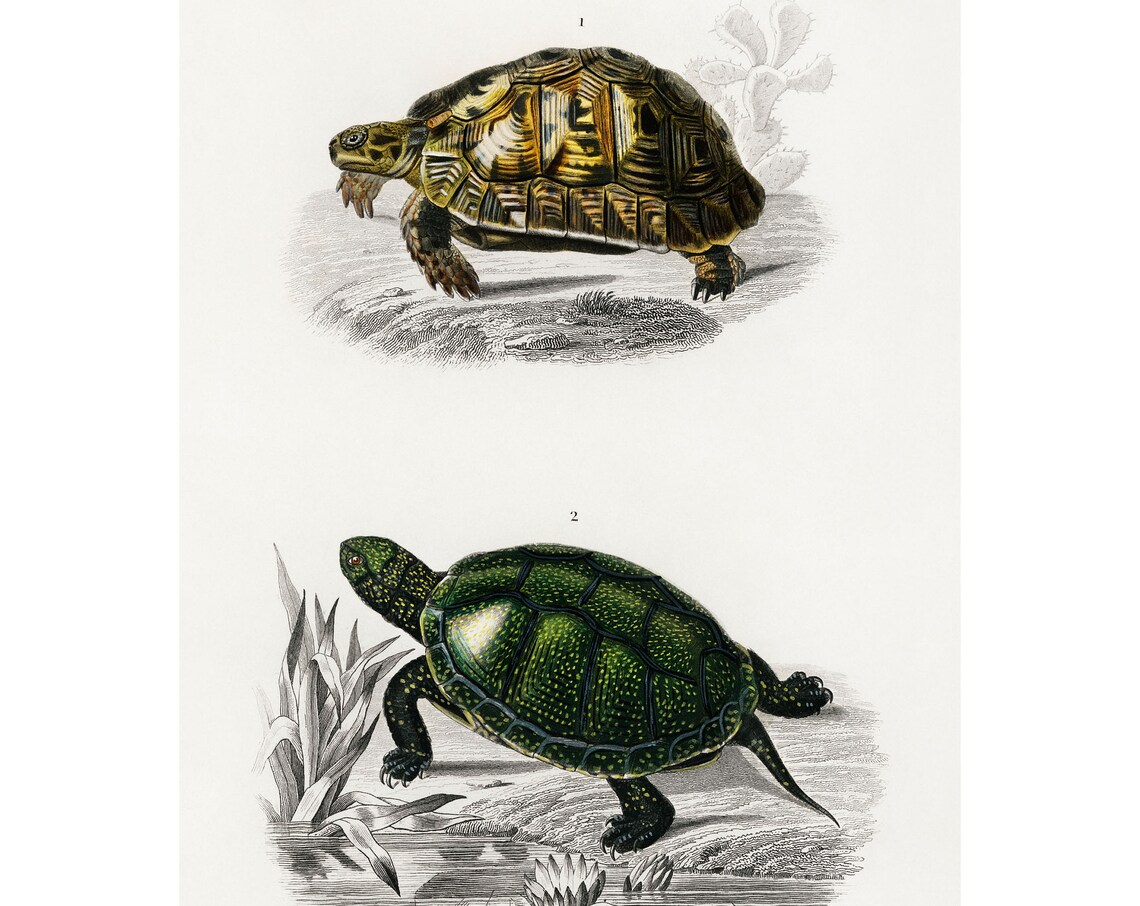 Pond Tortoise, Antique Lithograph by Charles Dessalines D Orbigny