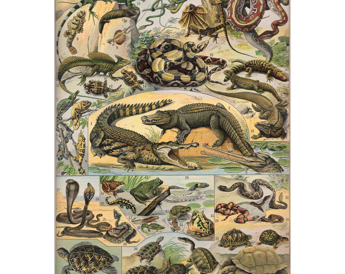 Reptiles Vintage Lithograph From 1920