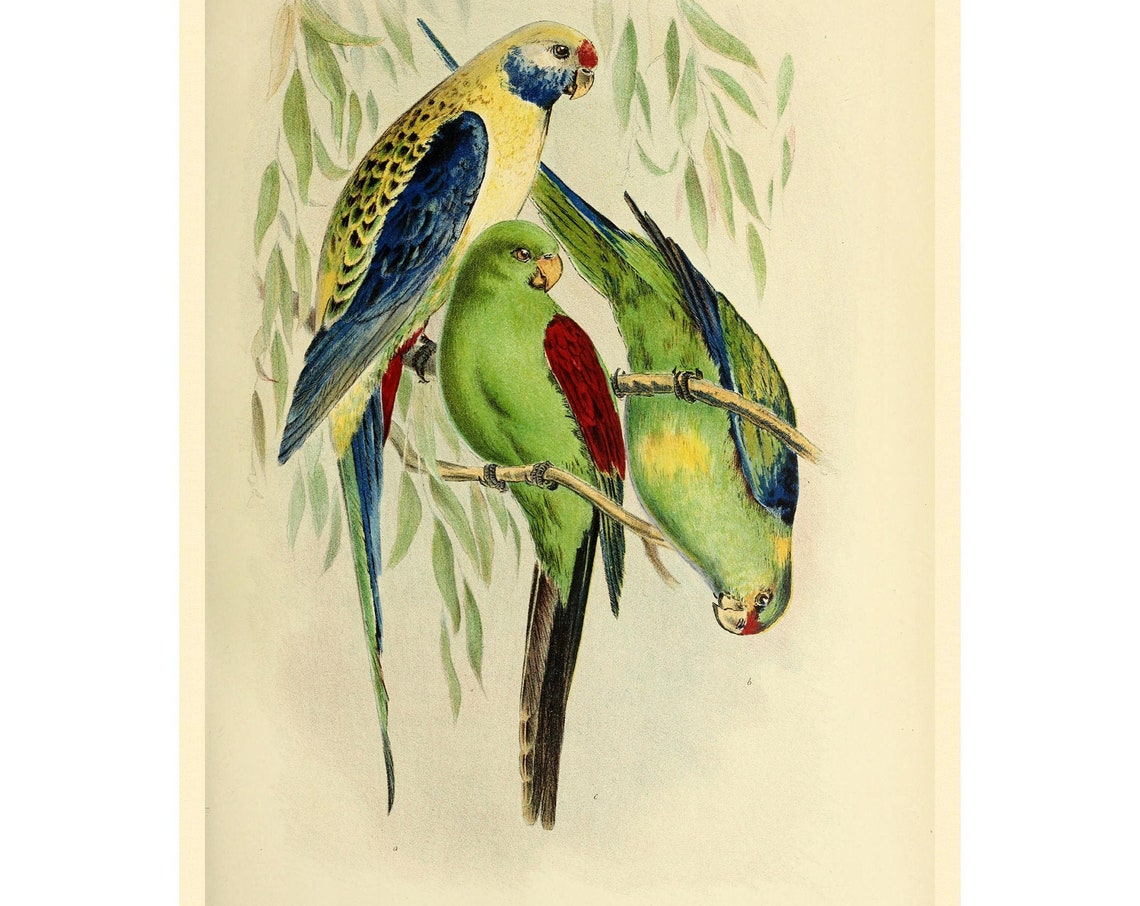 Blue Cheeked Parrot, Bird Art Print