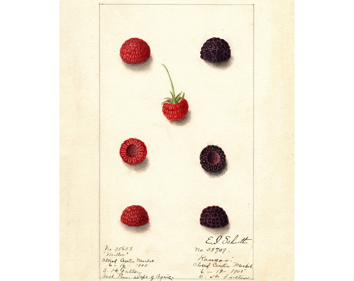Pomological Watercolor Collection Raspberry, Art Print