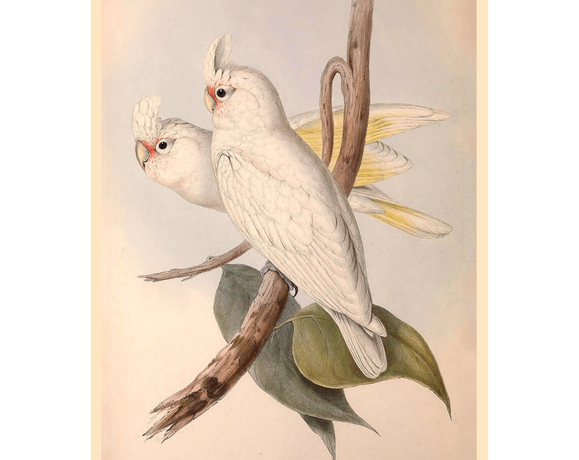 Little Corella Art Print
