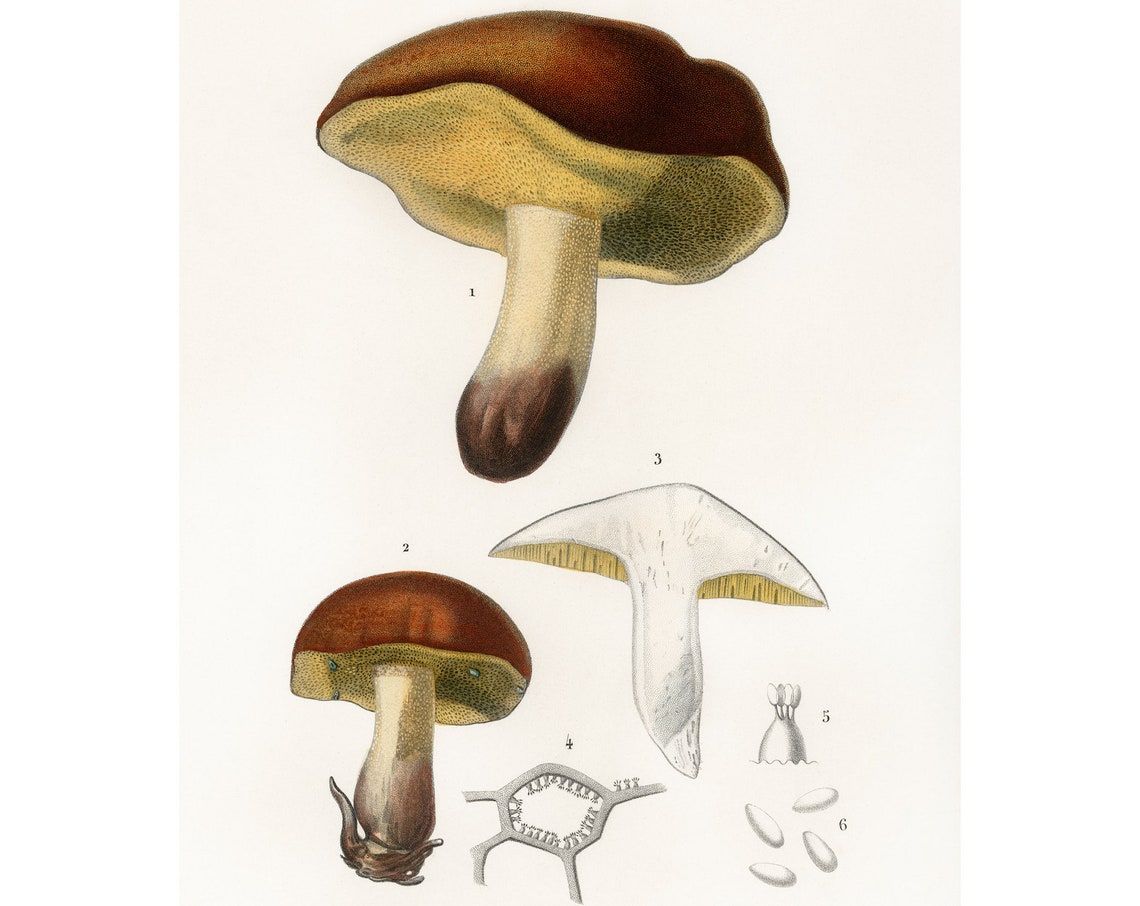 Antique Bolete Mushroom 1892 Botanical Lithograph Wall Decor Poster