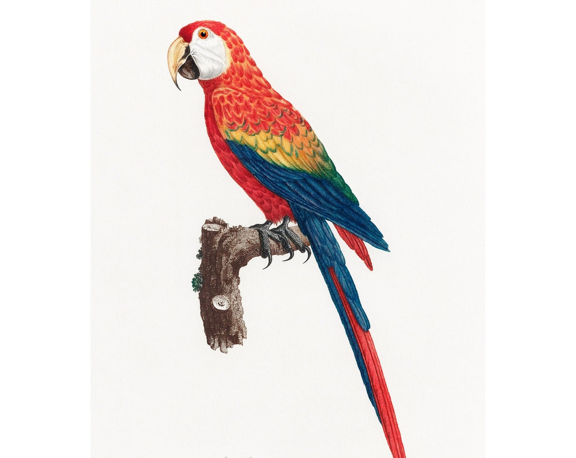 Scarlet Macaw Art Print