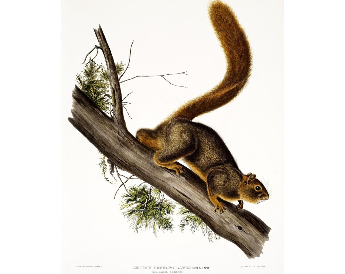 Red Tailed Squirrel Antique Lithograph