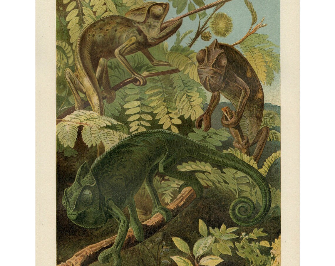 Chameleons Antique Lithograph, Vintage Fine Art