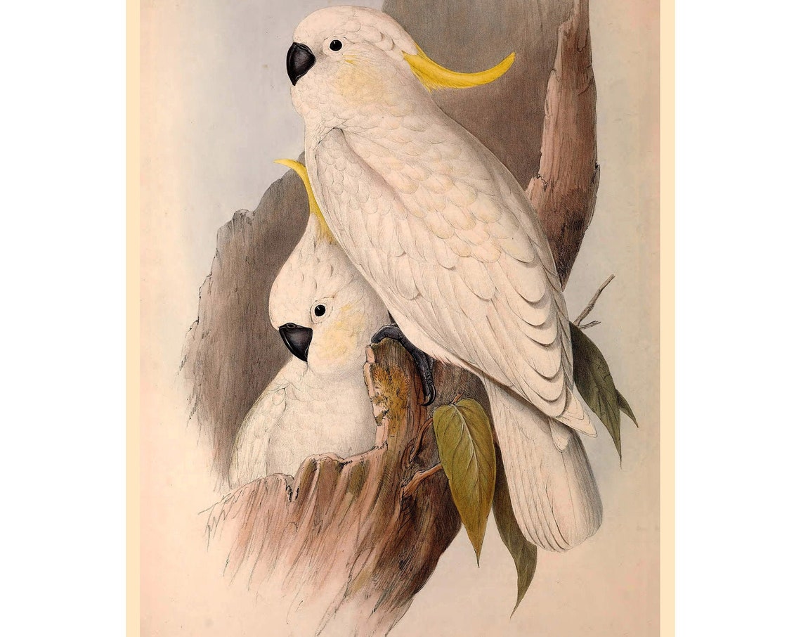 Sulphur Crested Cockatoo Art Print
