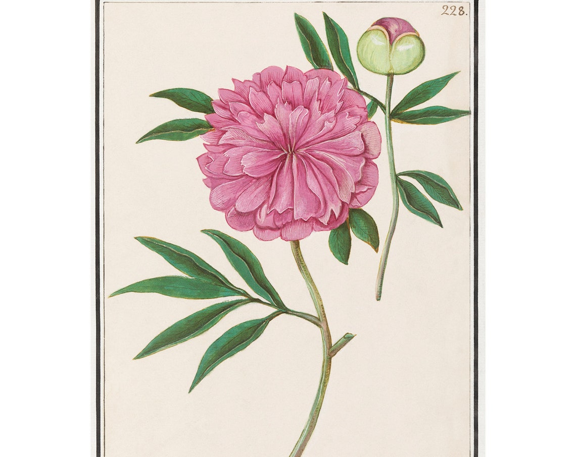 Pink Peony Antique Botanical Lithograph de Boodt Flower Poster