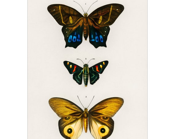 Butterflies 1892 Antique Lithograph By Charles Dessalines D Orbigny Giclee Print Framedunframed