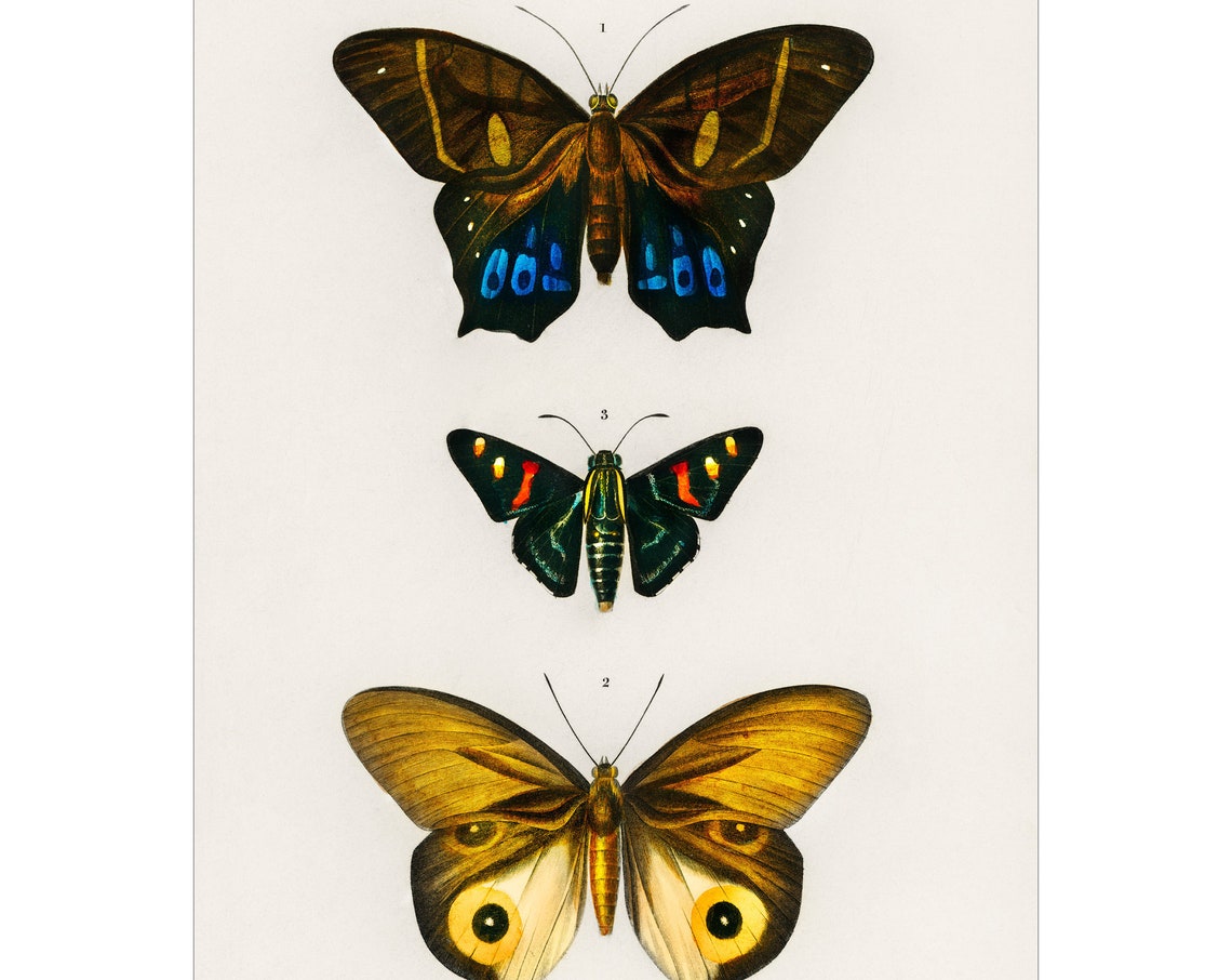 Butterflies 1892 Antique Lithograph By Charles Dessalines D Orbigny Giclee Print Framedunframed