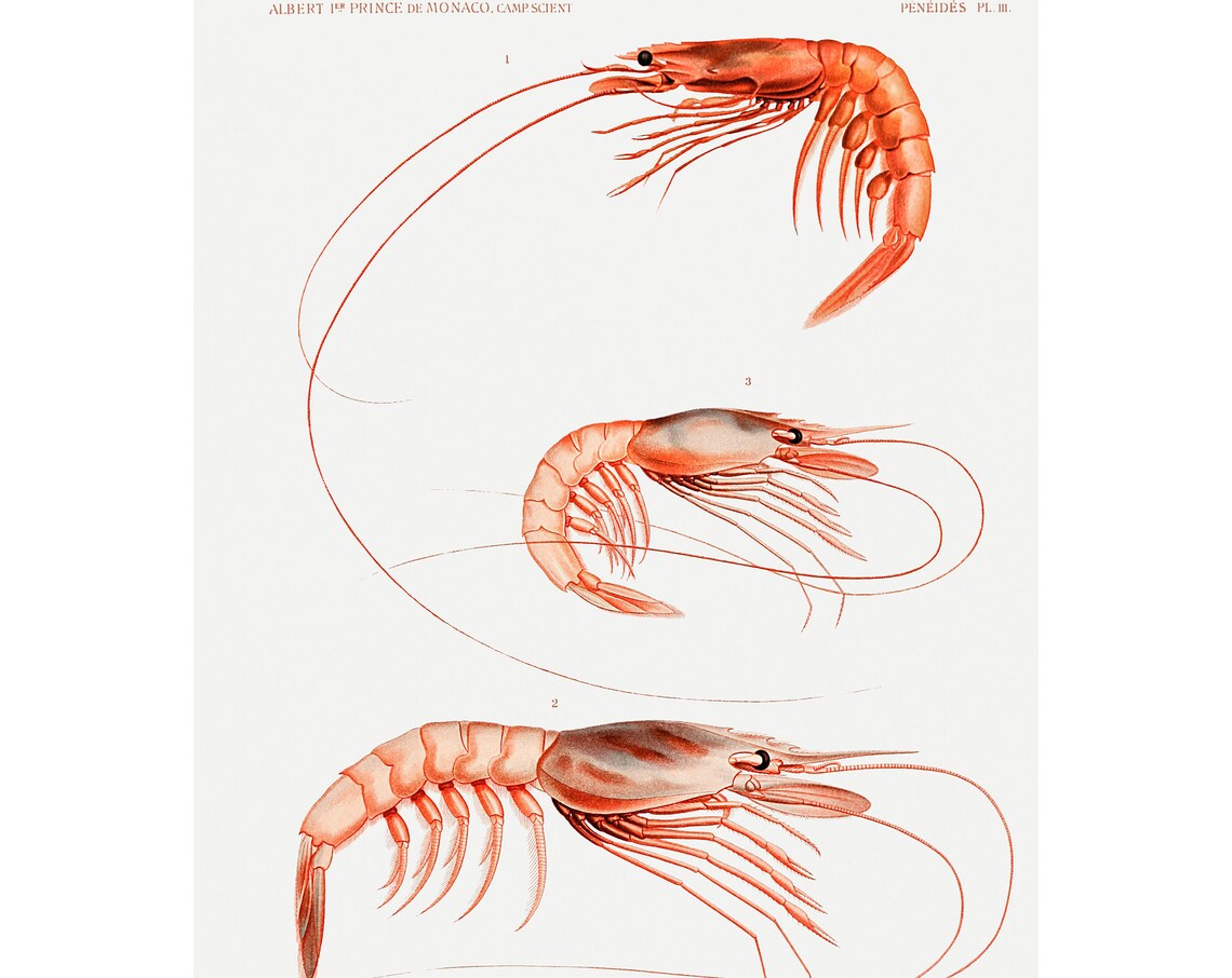 Shrimp Varieties, Scientific Campaign Results Poster