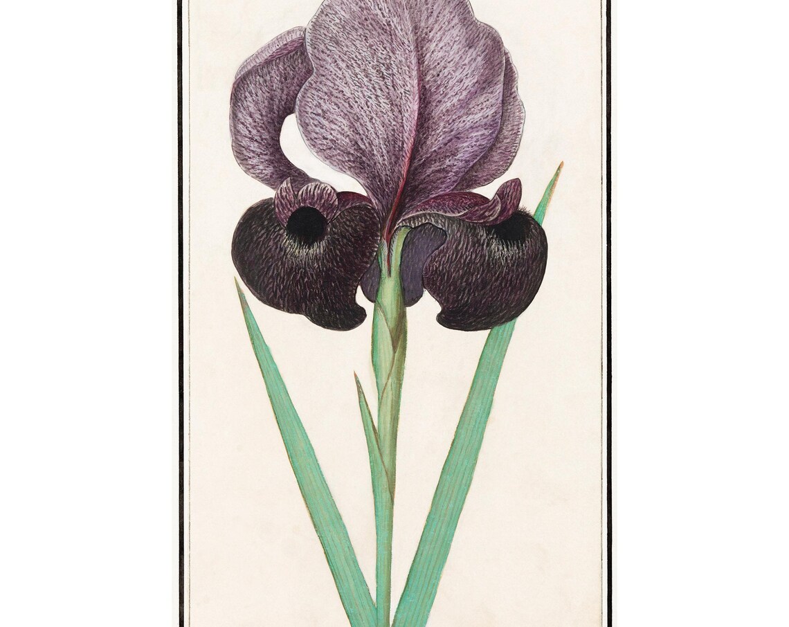 Chalcedonian Iris Antique Lithograph by Anselmus Botius de Boodt