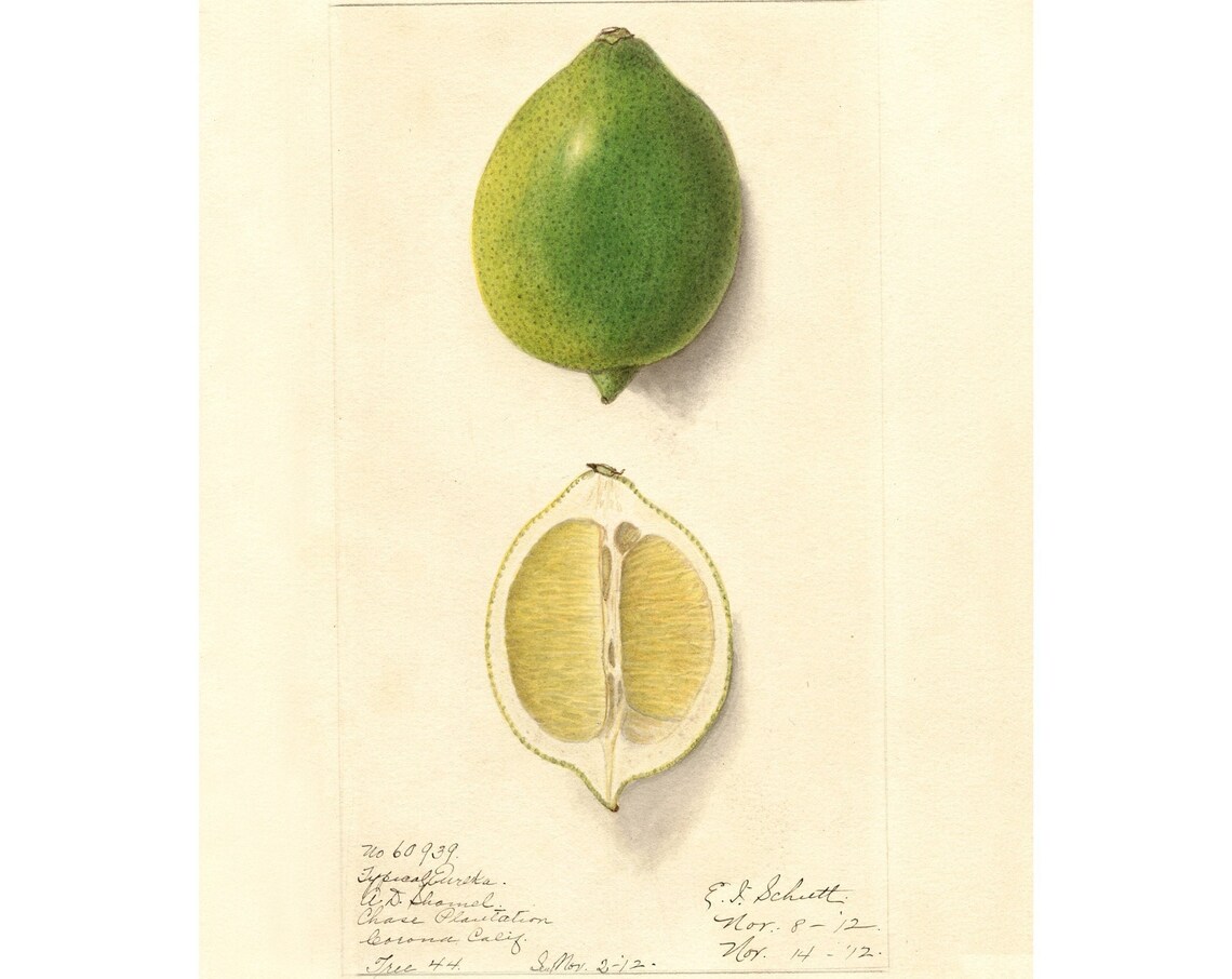Pomological Watercolor Collection Eureka Lemon C 1886 1916 Giclee Fine Art Print Framedunframedcanvas