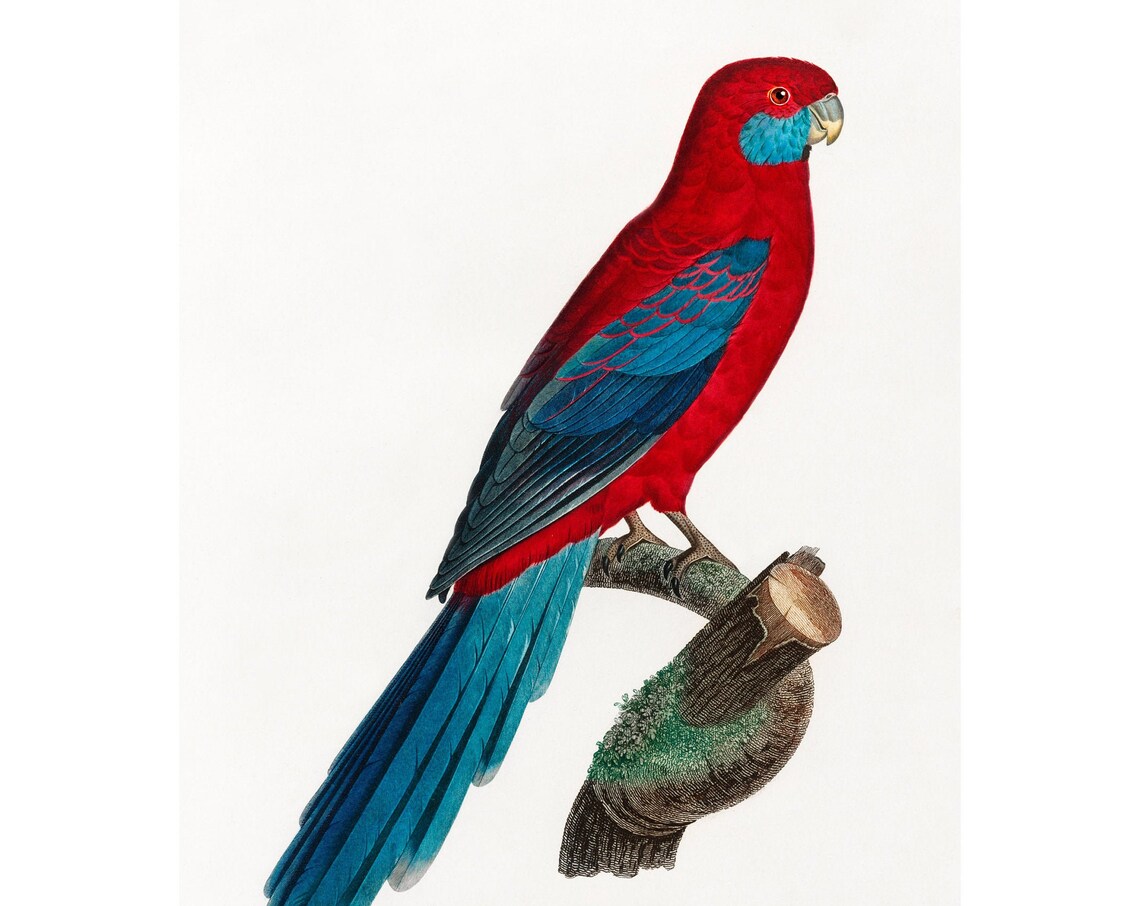 Crimson Rosella Art Print