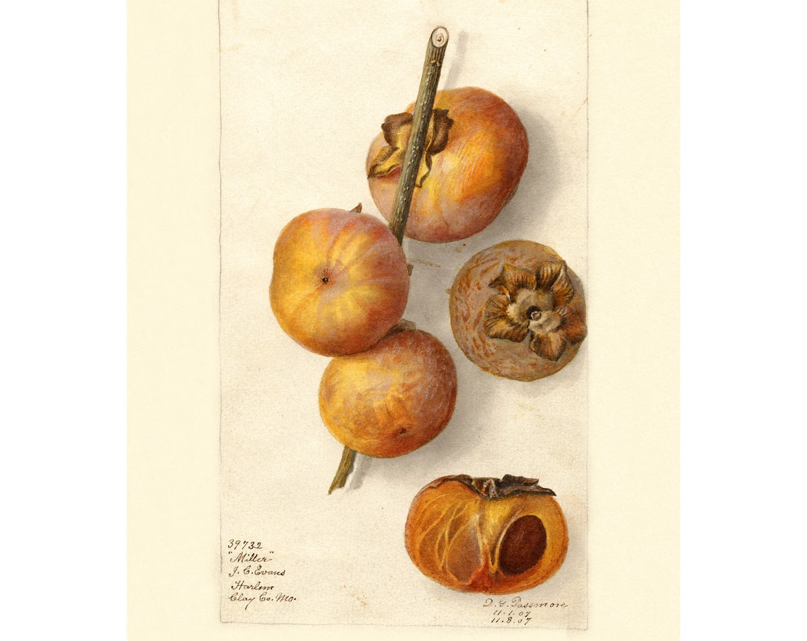 Miller Persimmons Antique Pomological Watercolor Study Poster