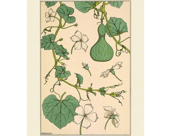 Art Nouveau Bottle Gourd Botanical Study Illustration Poster