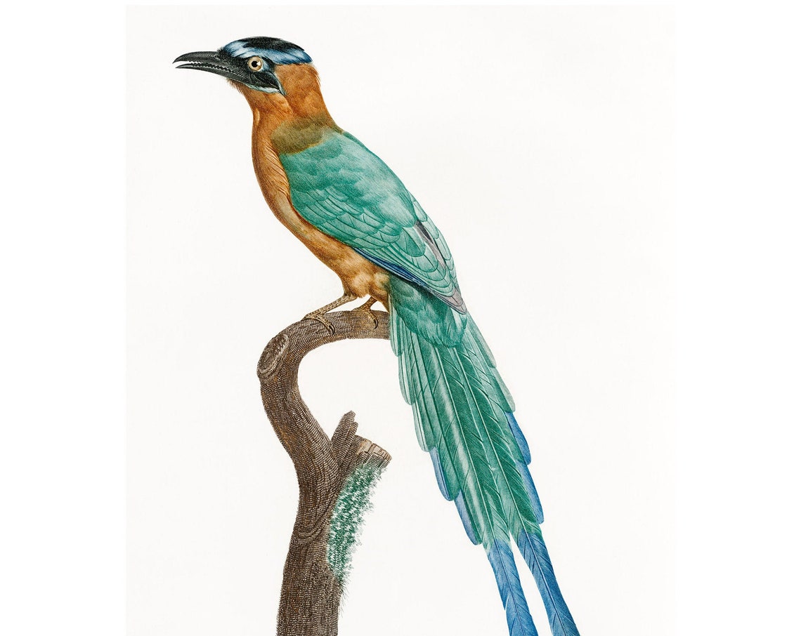 Motmot Bird Art Print