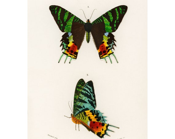 Green Butterflies 1892 Antique Lithograph By Charles Dessalines D Orbigny Giclee Print Framedunframed