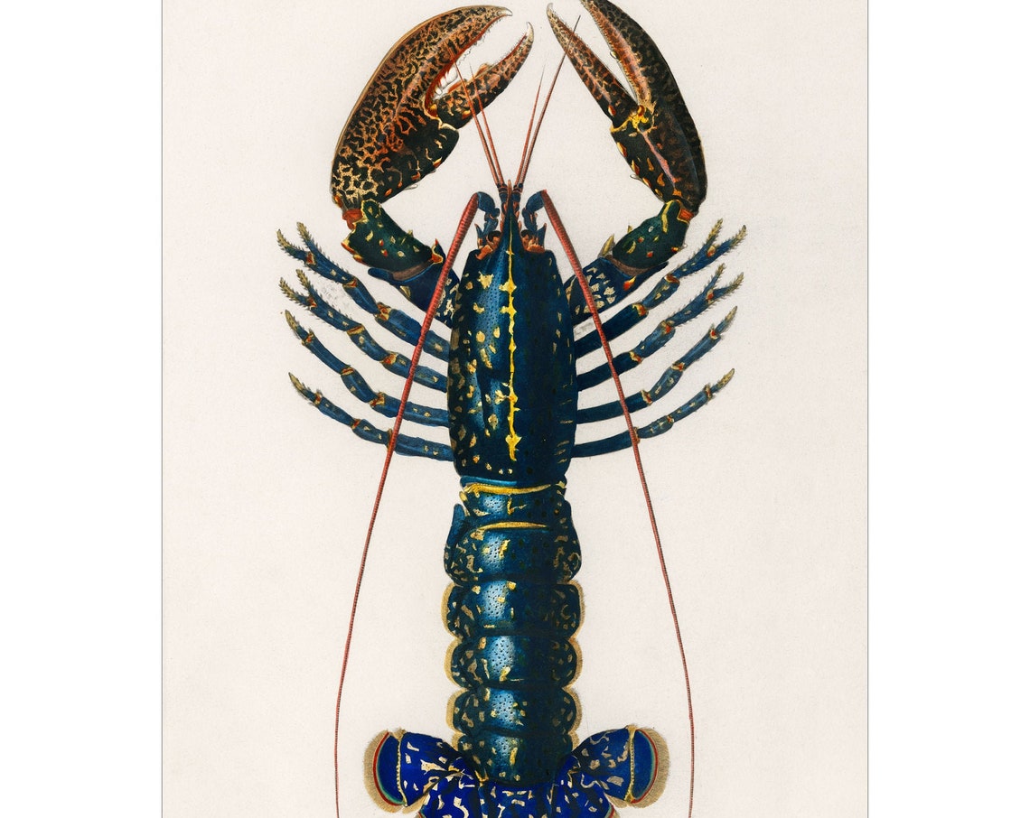 Blue Lobster Crayfish 1892 Antique Natural History Illustration Poster