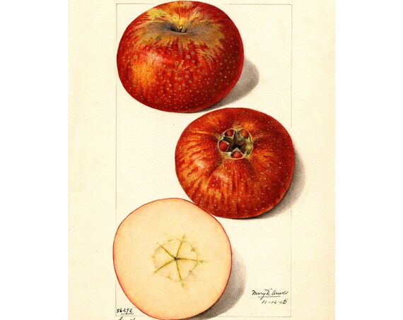 Pomological Watercolor Collection Apples C 1886 1916 Giclee Fine Art Print Framedunframedcanvas