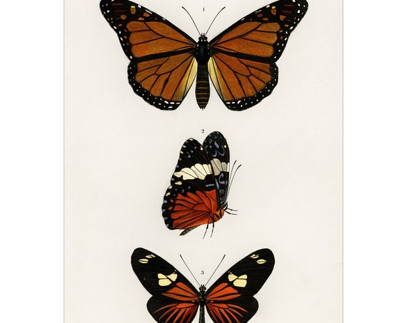 Butterflies Print, Charles Dessalines D Orbigny
