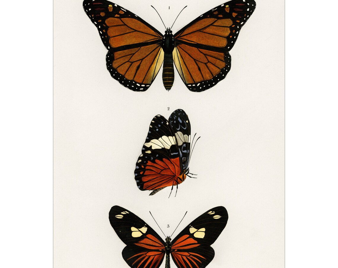 Butterflies Print, Charles Dessalines D Orbigny