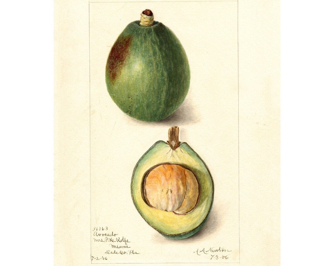 Pomological Watercolor Collection Avocado C 1886 1916 Giclee Fine Art Print Framedunframedcanvas