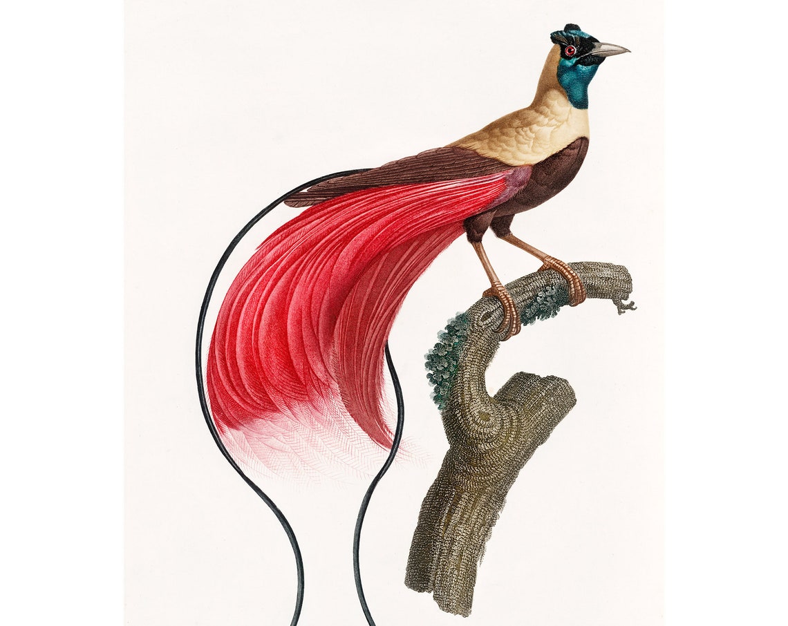 Red Bird of Paradise Art Print