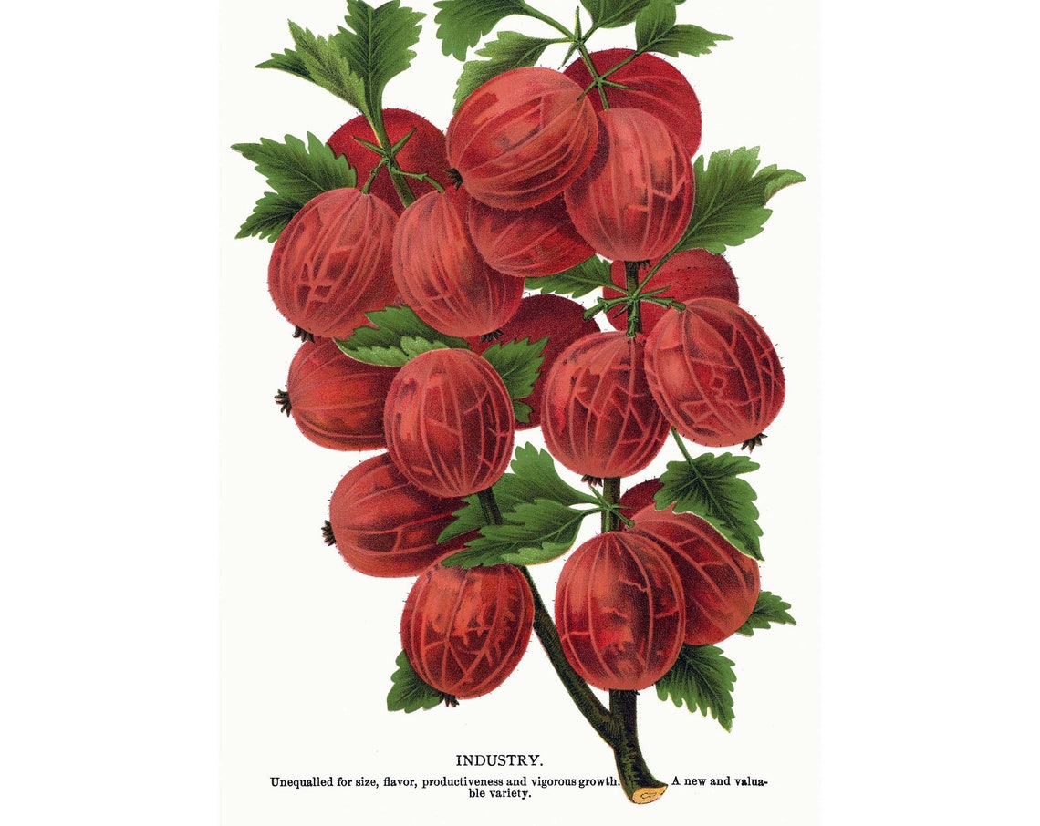Large Industry Red Gooseberry Vintage Botanical Fruit Art Poster
