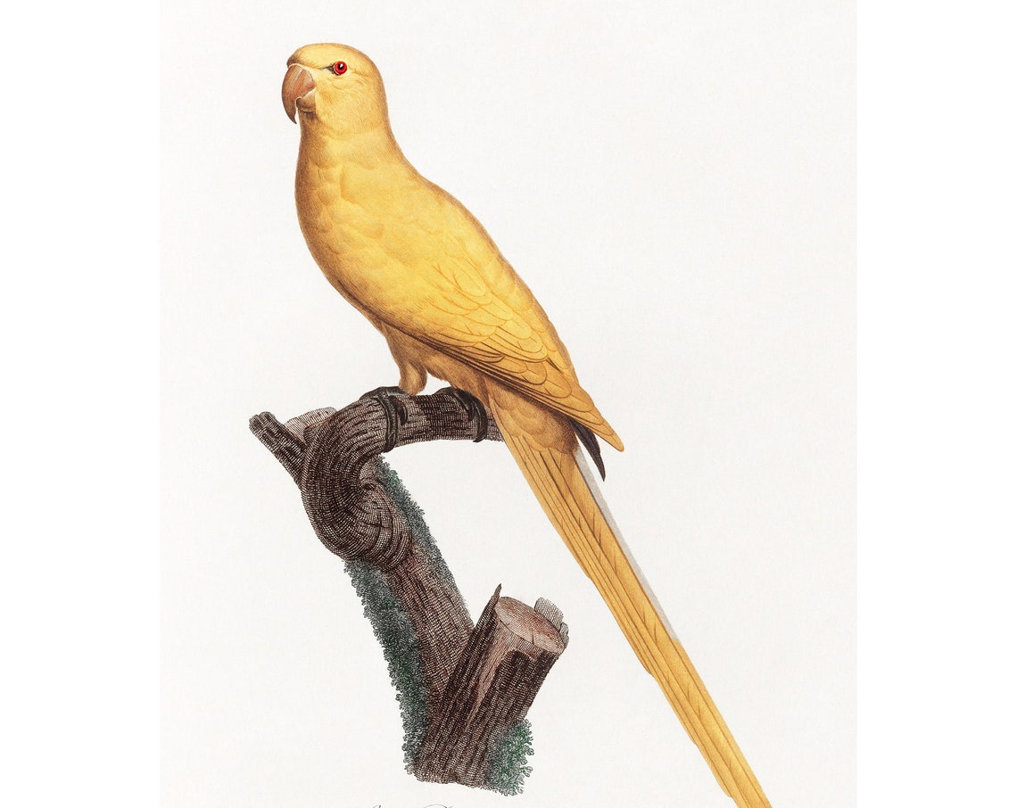 Lutino Parakeet Fine Art Print