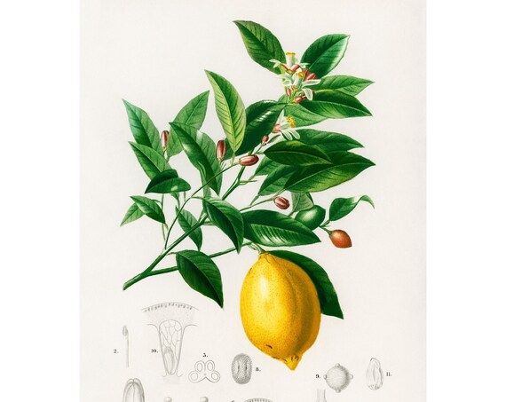 Lemon 1892 Antique Lithograph By Charles Dessalines D Orbigny Giclee Print Framedunframed