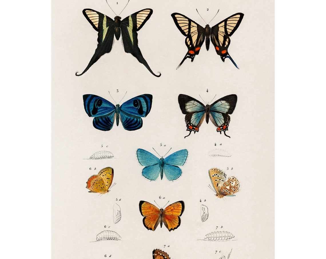Butterflies 1892 Antique Lithograph By Charles Dessalines D Orbigny Giclee Print Framedunframed
