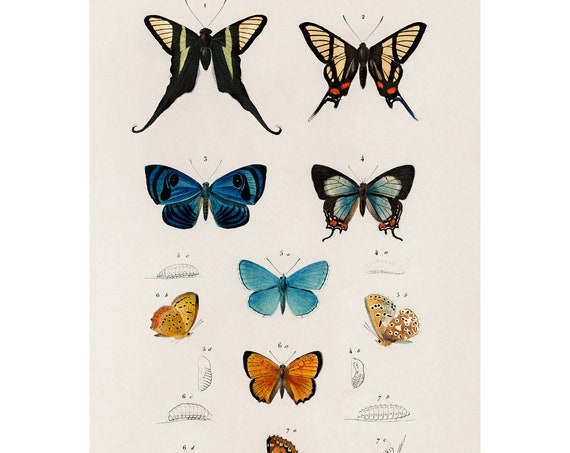 Butterflies 1892 Antique Lithograph By Charles Dessalines D Orbigny Giclee Print Framedunframed
