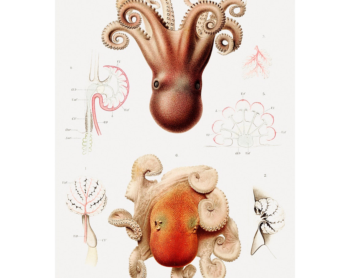 Octopus Fine Art Print Illustration From Rsultats Des Campagnes Scientifiques 1848 Framedunframed
