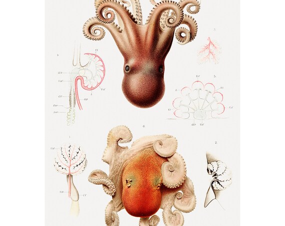 Octopus Fine Art Print Illustration From Rsultats Des Campagnes Scientifiques 1848 Framedunframed