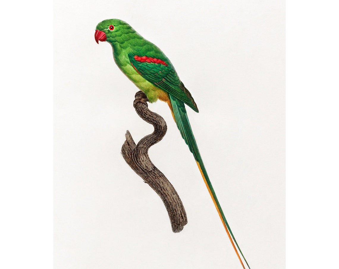 Alexandrine Parakeet Antique Hand Colored Parrot Engraving Poster