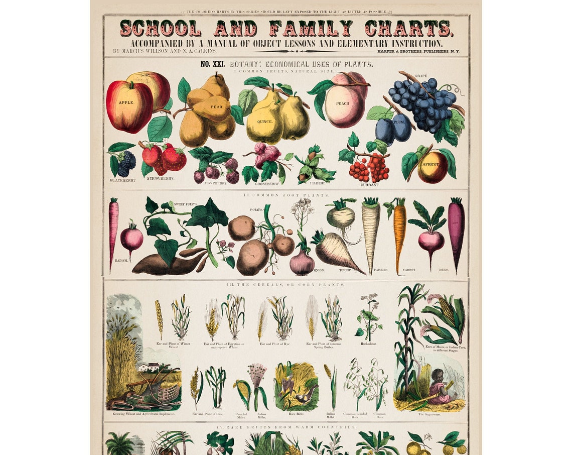 School And Family Charts Botany Vintage Educational Science Poster