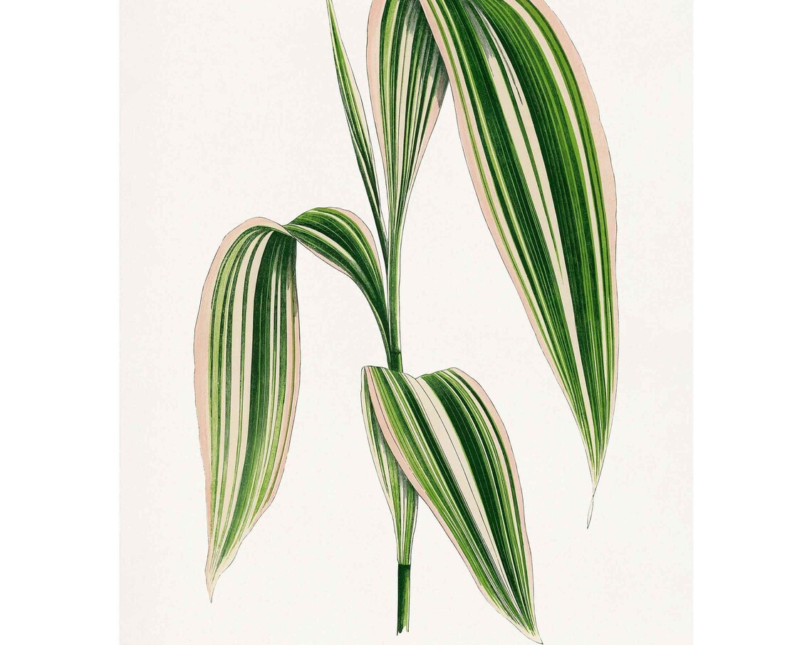 Vintage Panicum Plicatum Leaf Plant Art Print