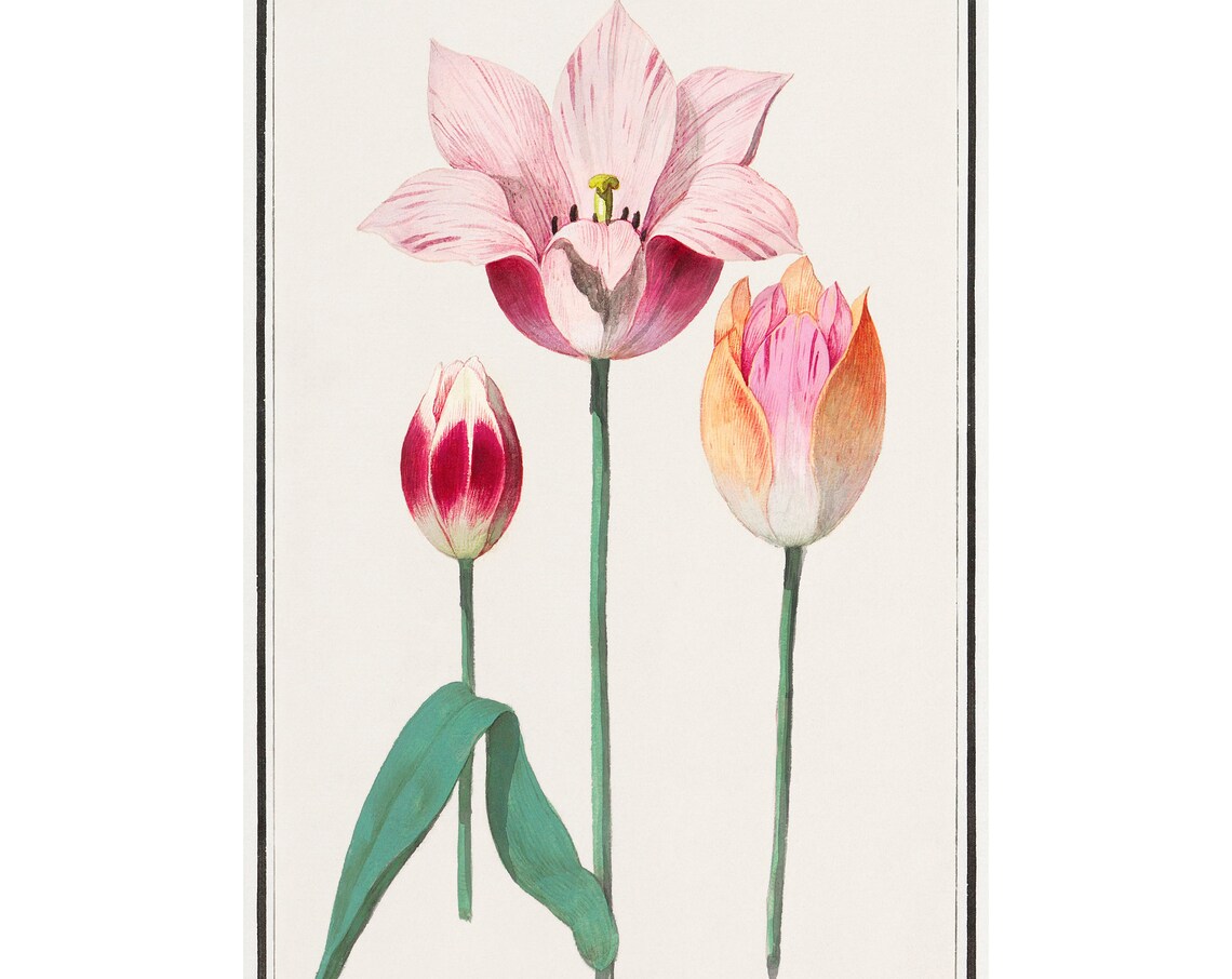 Tulips Antique Lithograph by Anselmus Botius De Boodt