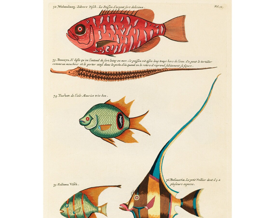 Louis Renards Fish Folio 12, Sea Life Art Print
