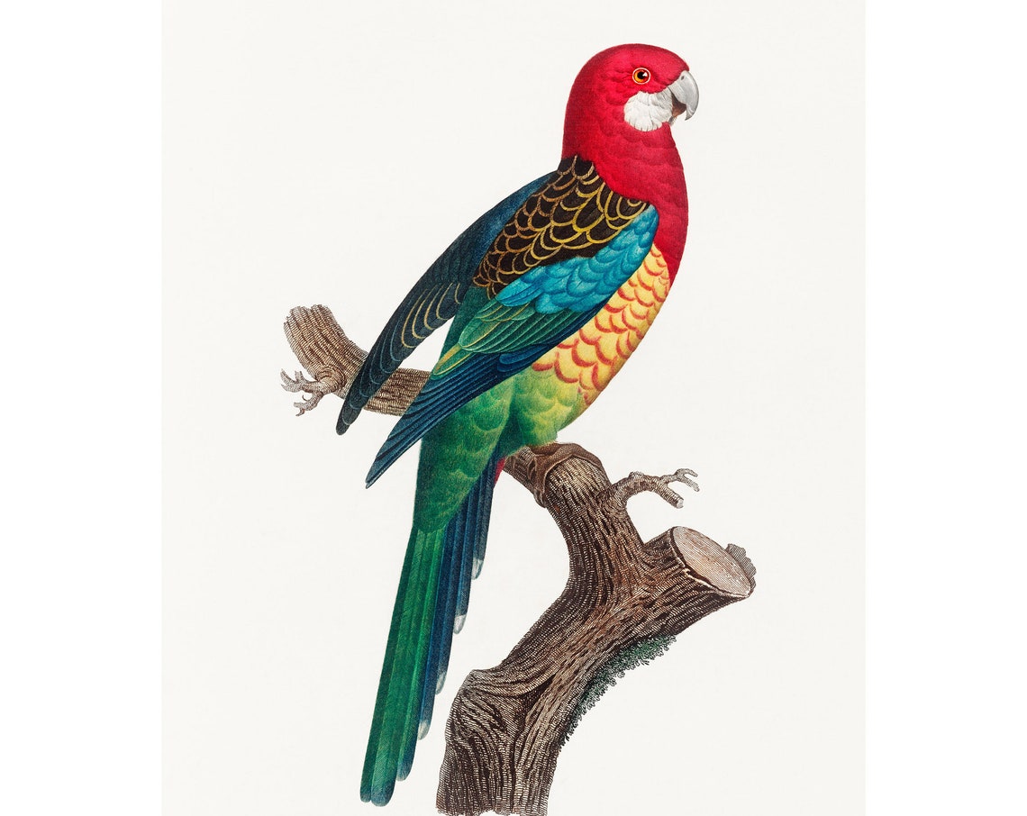 Eastern Rosella Fine Art Print