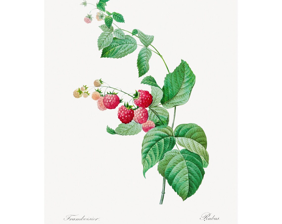 Raspberries Vintage Lithograph From 1833