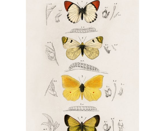 Four Butterflies 1892 Antique Lithograph By Charles Dessalines D Orbigny Giclee Print Framedunframed