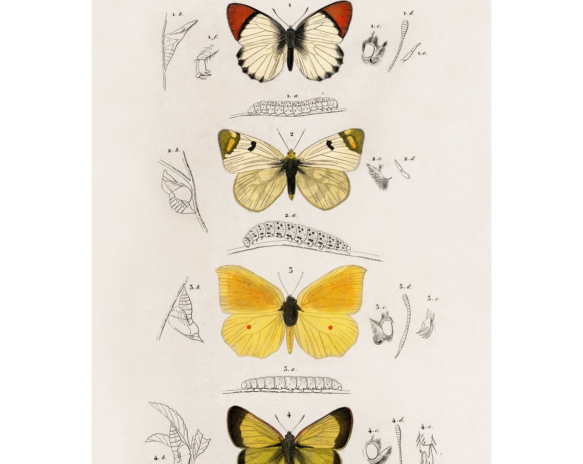 Four Butterflies 1892 Antique Lithograph By Charles Dessalines D Orbigny Giclee Print Framedunframed