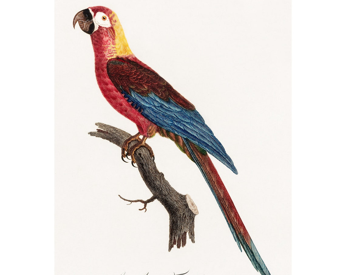 Ara Giclee Fine Art Print