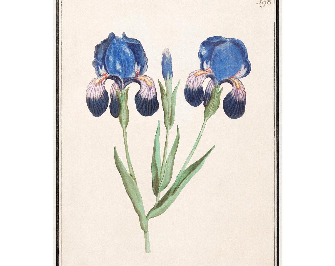 Purple Iris Antique Lithograph By Anselmus Botius De Boodt
