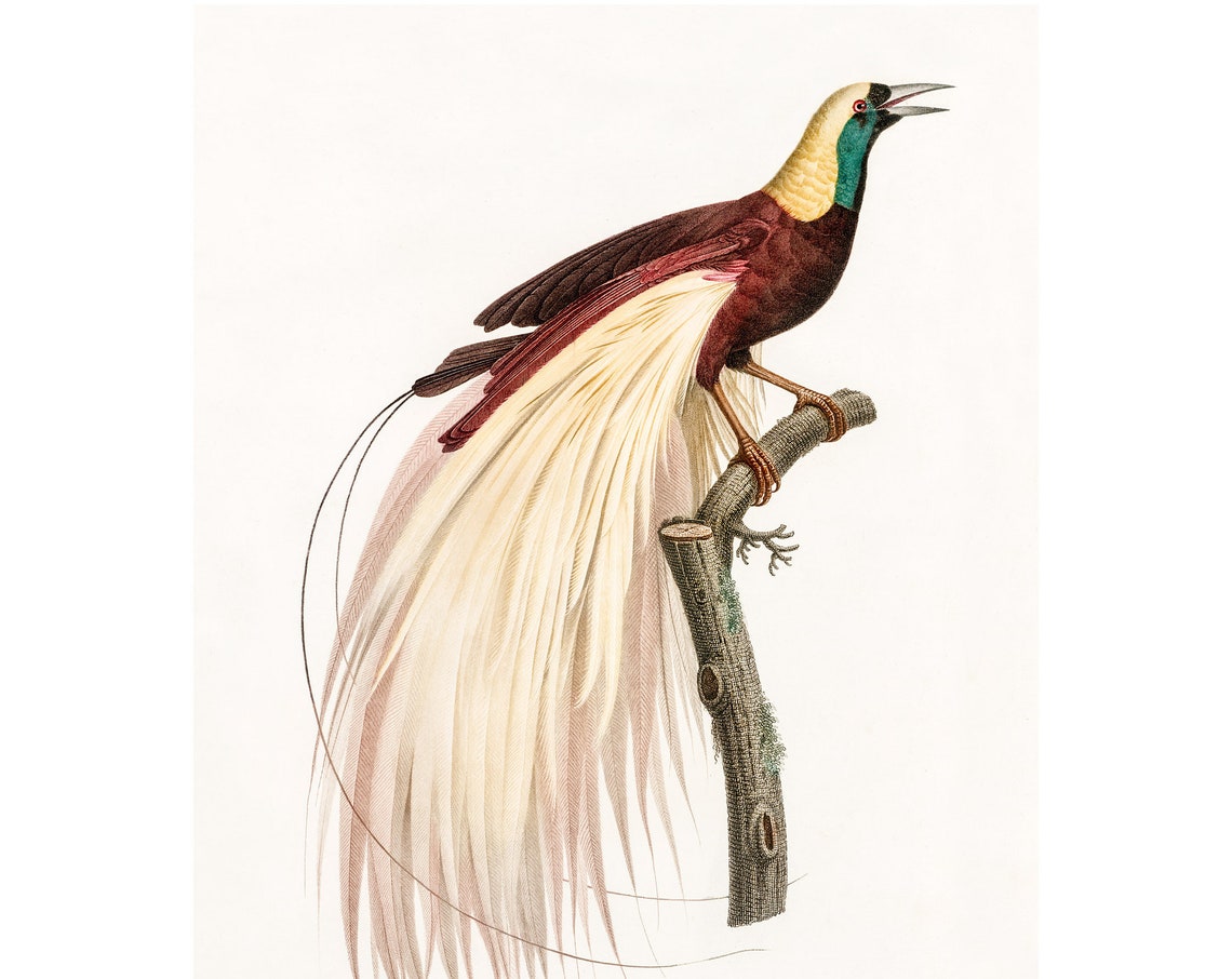 Emperor Bird Of Paradise Art Print